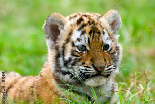 cute siberian tiger cub (Tiger Panthera tigris altaica)