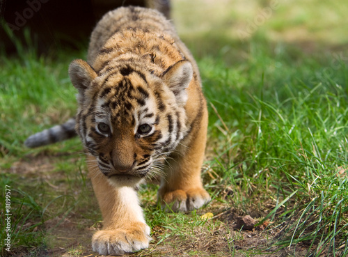Photographie cute siberian tiger cub (Tiger Panthera tigris altaica)