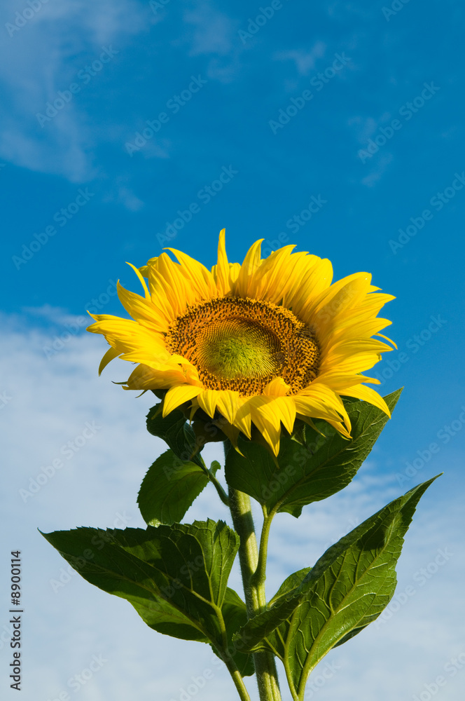 Field of sunflowers on a background of the blue sky.. Field of sunflowers on a background of the blue sky..