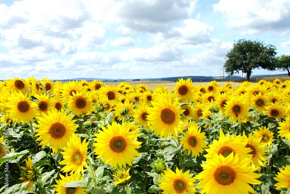 Fototapeta premium Sonnenblumenfeld
