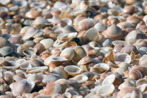 colorful sea shells