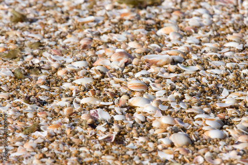 colorful sea shells