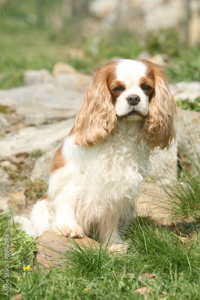 cavalier king charles dans les rochers