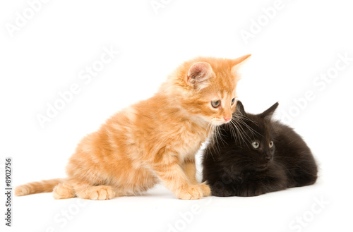A yellow and a black kitten playing on a white background © Tony Campbell
