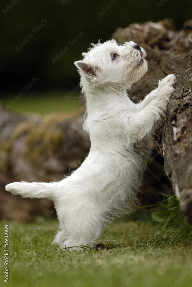 Chiot westie qui escalade un tronc d'arbre Chiot westie qui escalade un tronc d'arbre