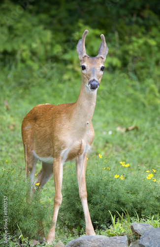 whitetail buck in velvet in the summer time