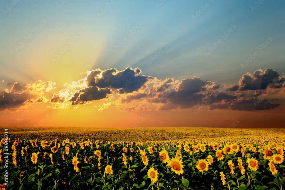 A field of sunflowers, in the south of Ukraine A field of sunflowers, in the south of Ukraine