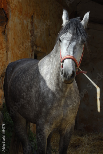 Horse / Andalucian