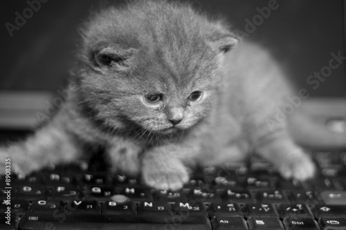 black and white work of sitting on the keyboard kitty