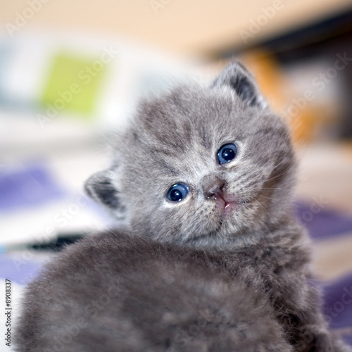 close up of grey kitty