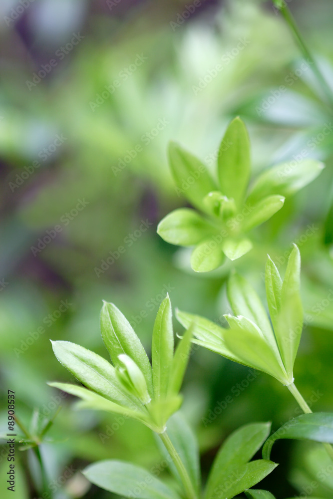 Obraz premium Marzanka