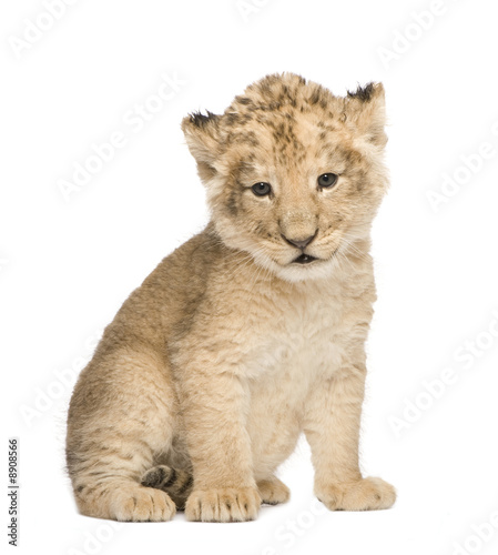 Lion Cub (6 weeks) in front of a white background