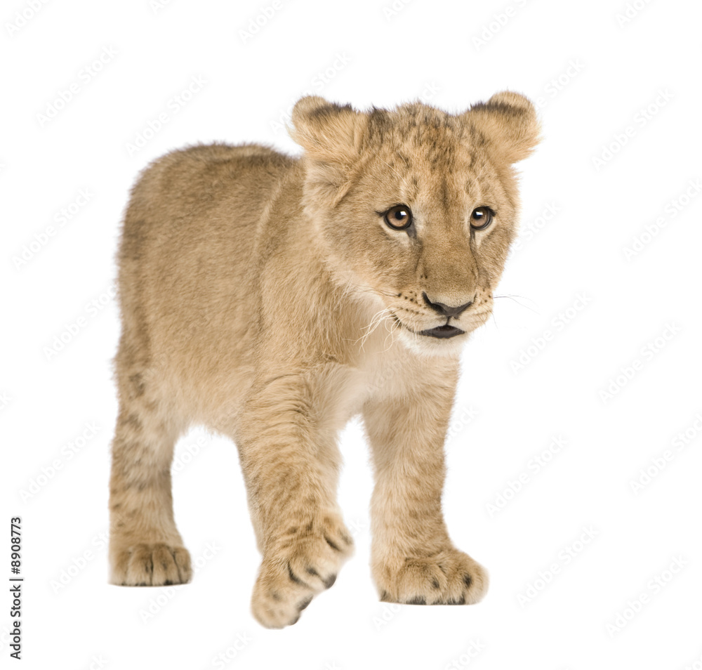 Obraz premium Lion Cub (4 months) in front of a white background