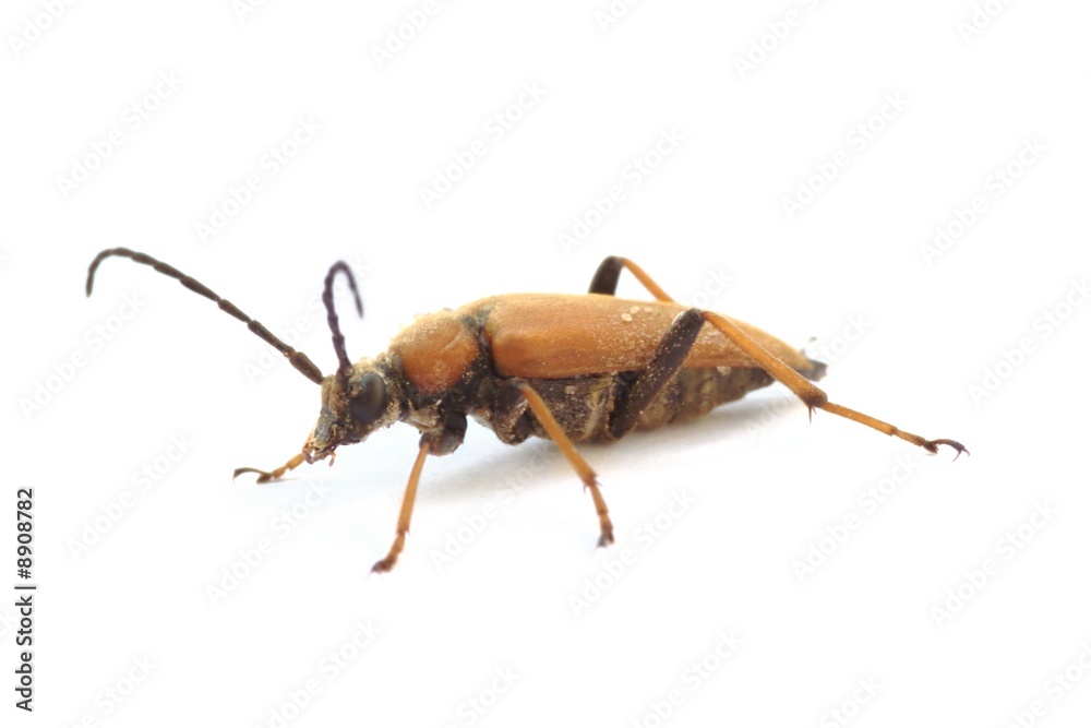 longhorn beetle stained with pollen longhorn beetle stained with pollen