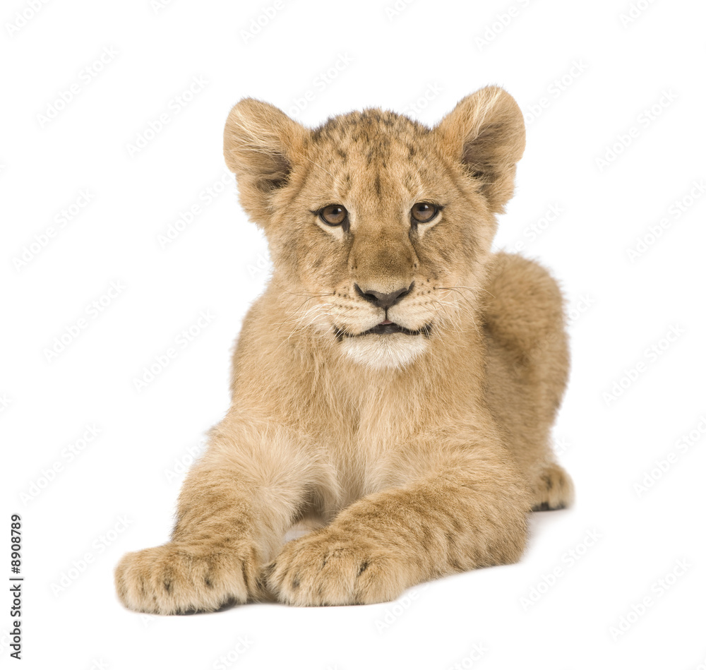 Obraz premium Lion Cub (4 months) in front of a white background
