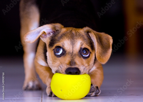 have to play puppy
