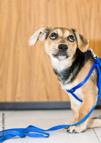 small sweet puppy waiting to walk