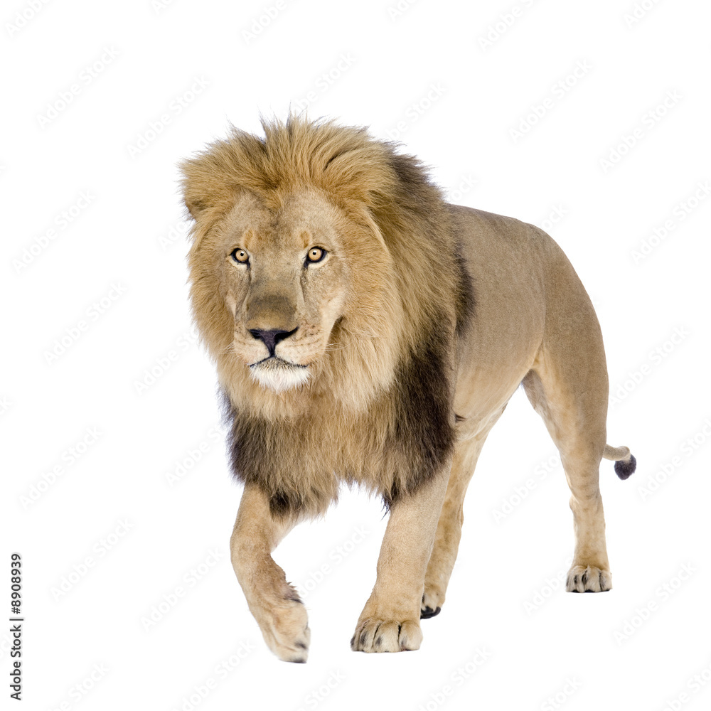 Naklejka premium Lion (8 years) - Panthera leo