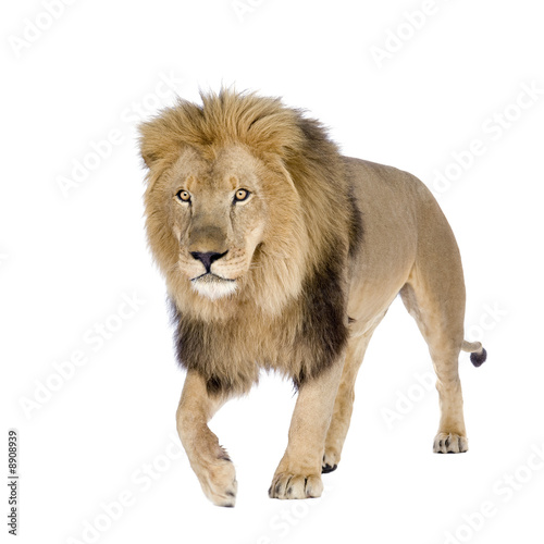 Fototapeta Naklejka Na Ścianę i Meble -  Lion (8 years) - Panthera leo