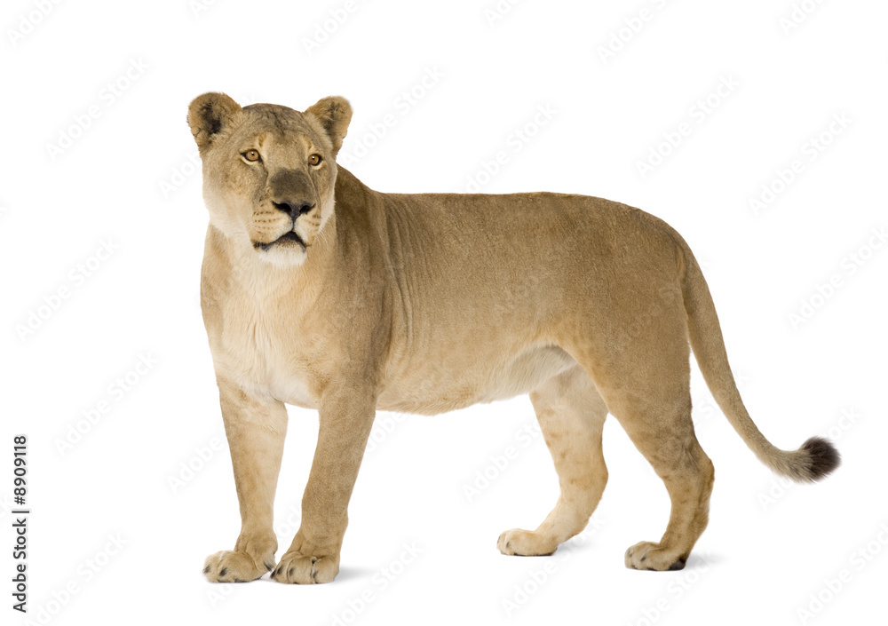 Fototapeta premium Lioness (8 years) in front of a white background