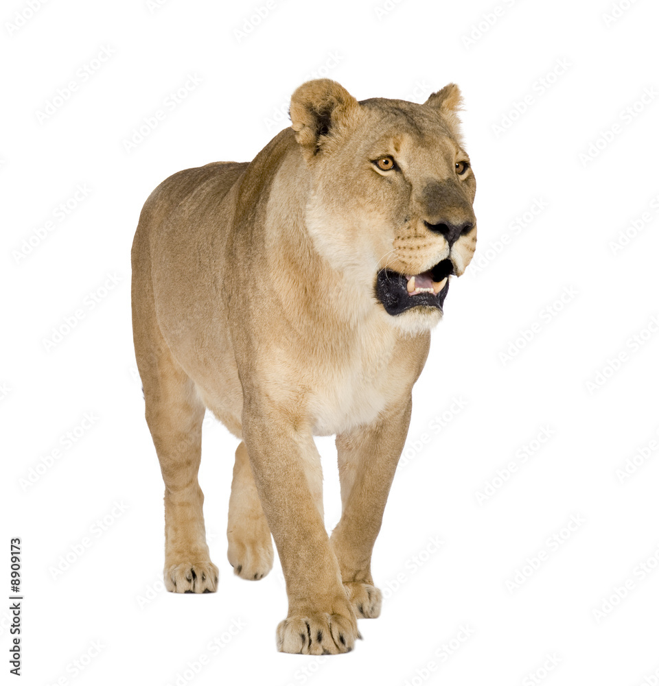 Obraz premium Lioness (8 years) in front of a white background