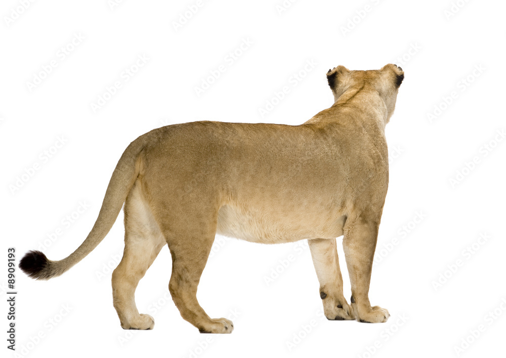 Obraz premium Lioness (8 years) - Panthera leo in front of a white background