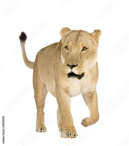 Lioness (8 years) in front of a white background