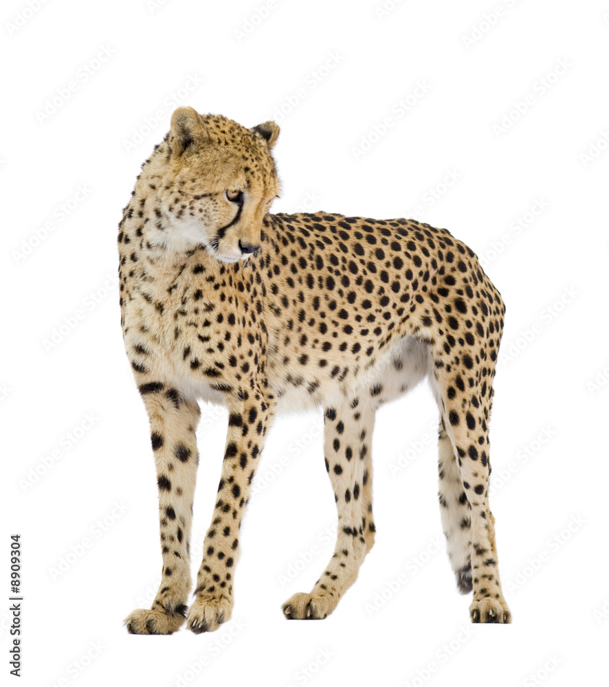 Cheetah - Acinonyx jubatus in front of a white background Cheetah - Acinonyx jubatus in front of a white background