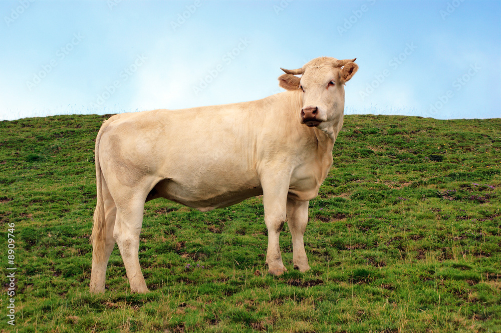 boeuf boeuf