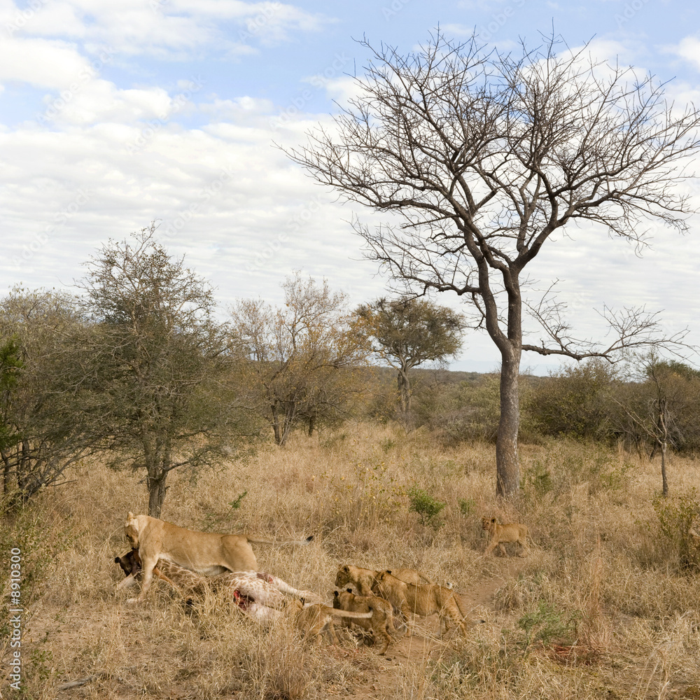 pride of lion eating a giraffe