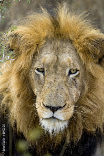 Fototapeta Naklejka Na Ścianę i Meble -  Lion's head- Panthera leo in the wild