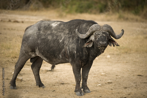 old buffalo © Eric Isselée