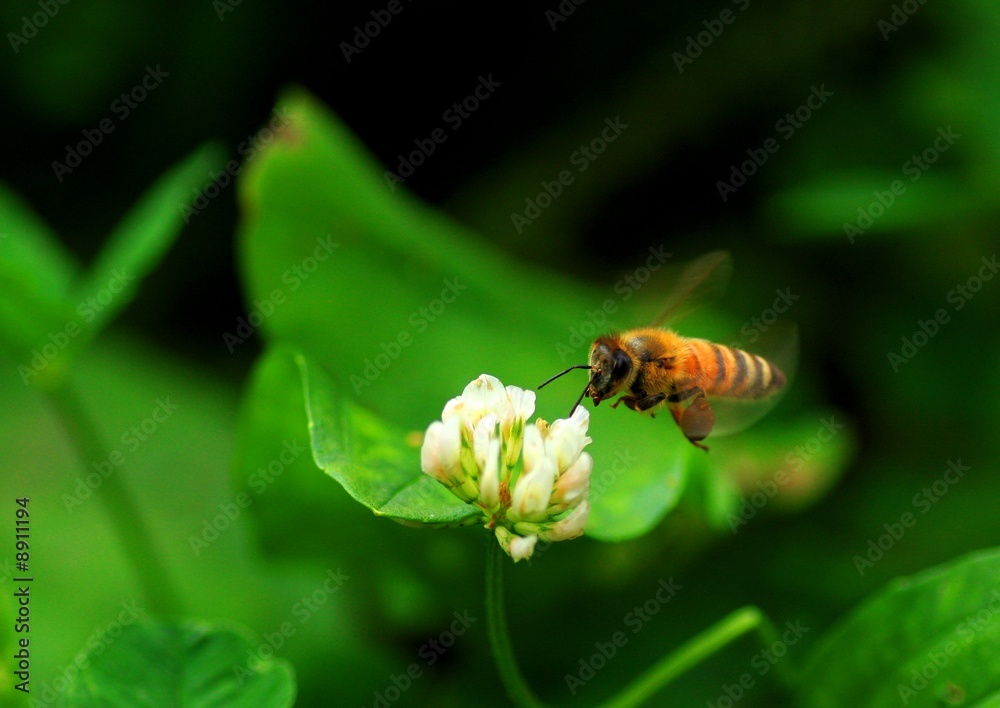 Fototapeta premium 花と虫