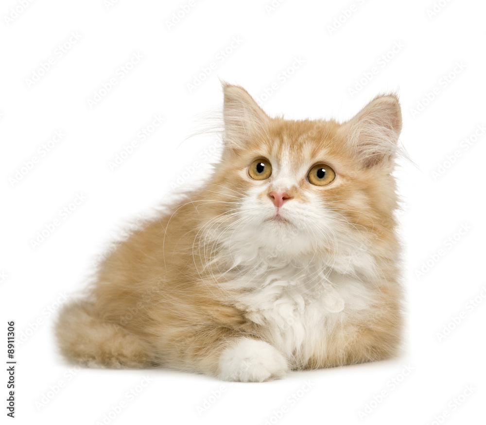 Siberian cat (12 weeks) in front of a white background