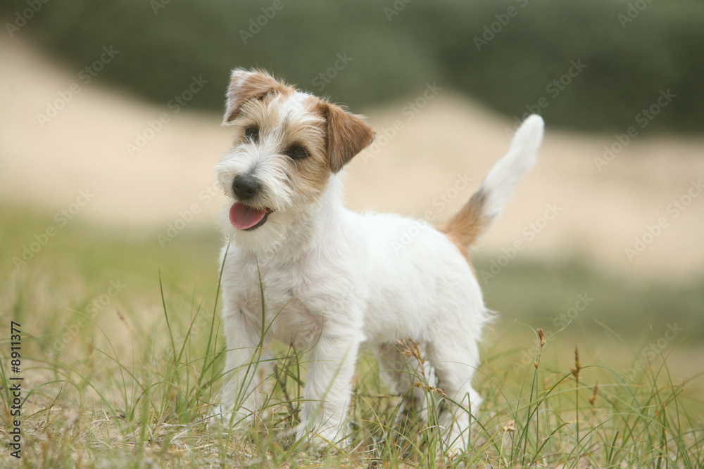 Chiot Jack Russell Chiot Jack Russell