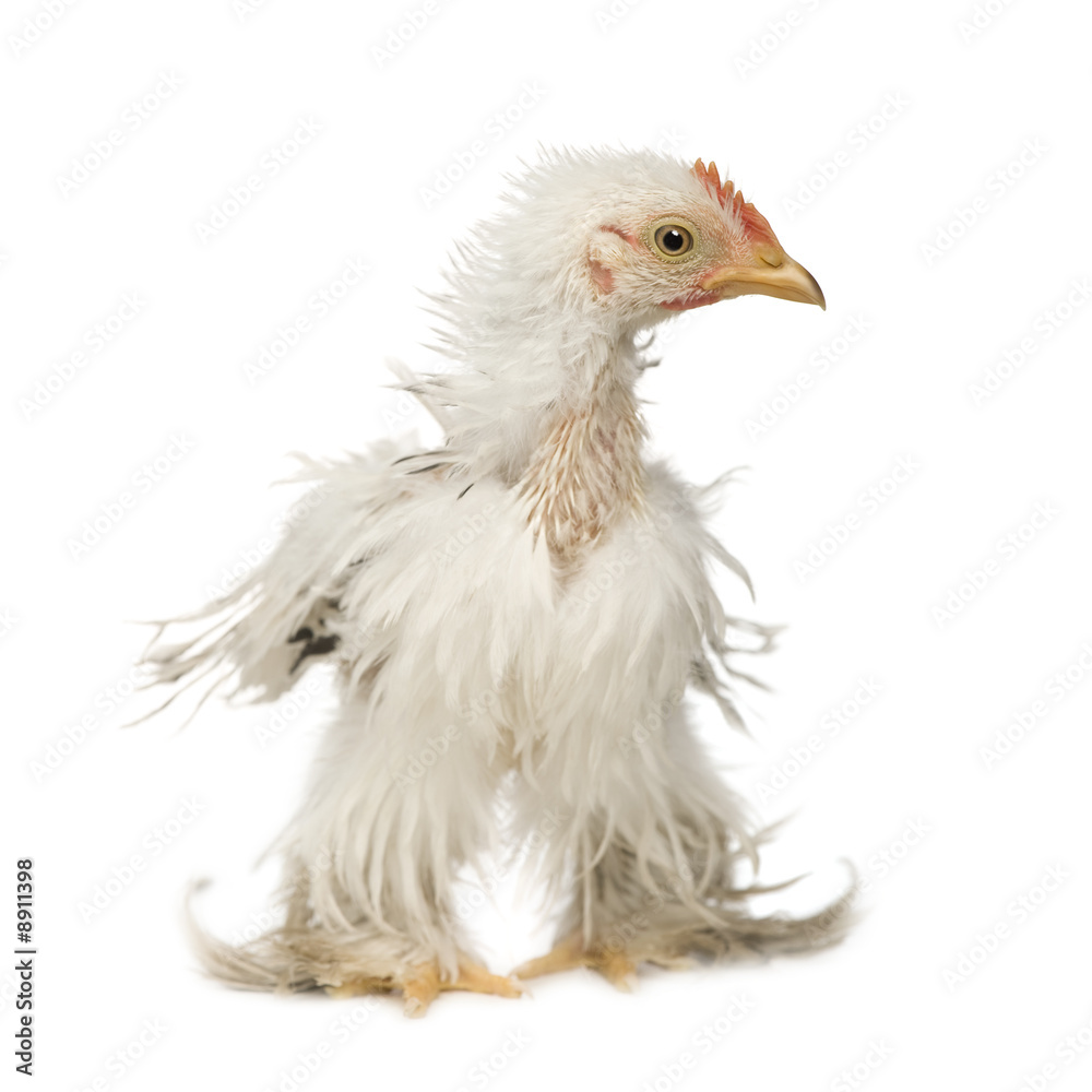 Fototapeta premium Cochin (2 months) in front of a white background