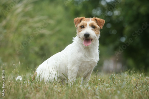 Jack Russell assis dans l herbe