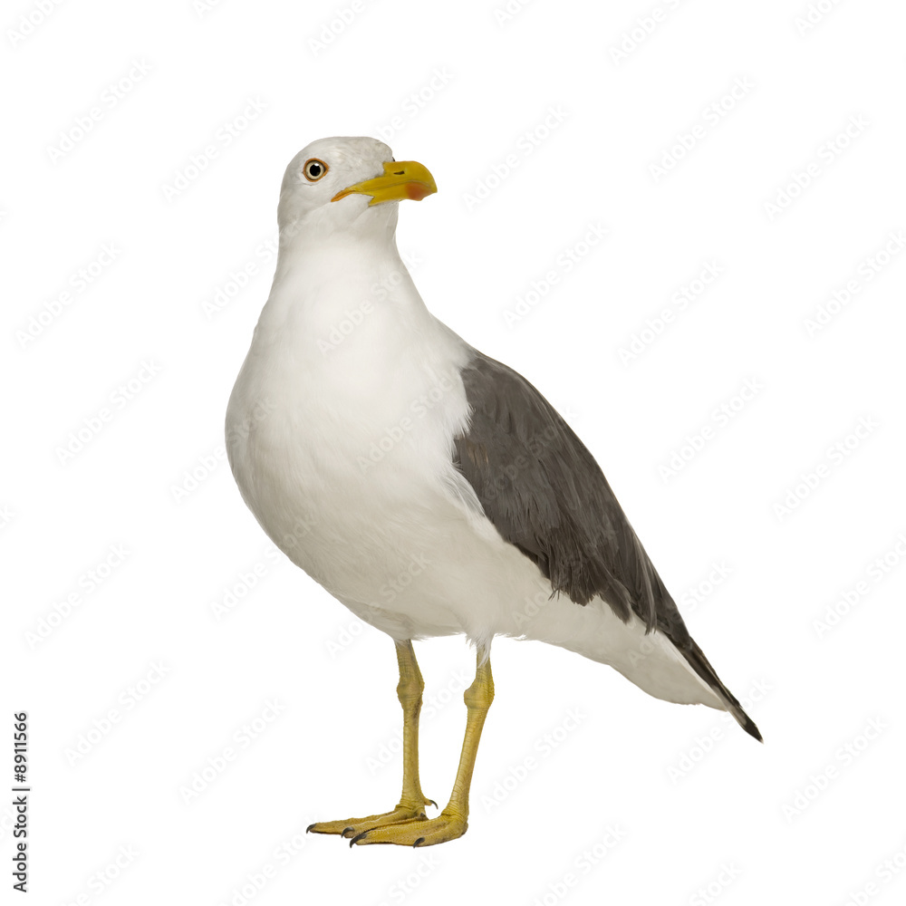 Naklejka premium Herring Gull (3 years) in front of a white background