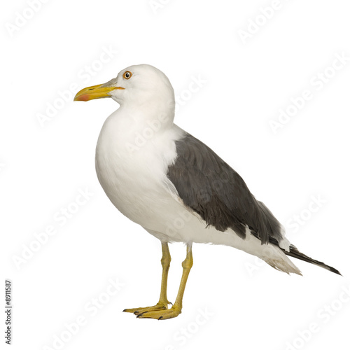 Herring Gull (3 years) in front of a white background