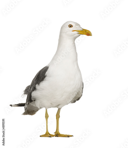 Herring Gull (3 years) in front of a white background