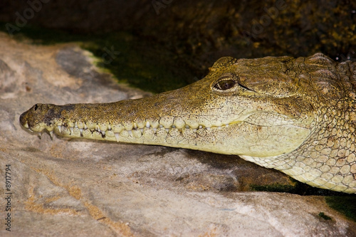 An Australian freshwater crocodile keeps a fixed stare