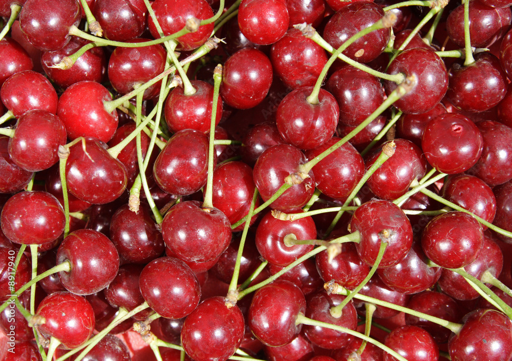 fresh juicy cherries just culled from the tree. fresh juicy cherries just culled from the tree.