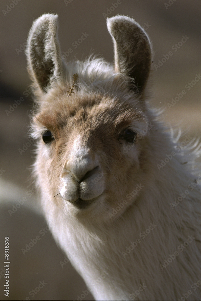 portrait lama