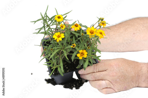 Small seedling flower isolated over a white