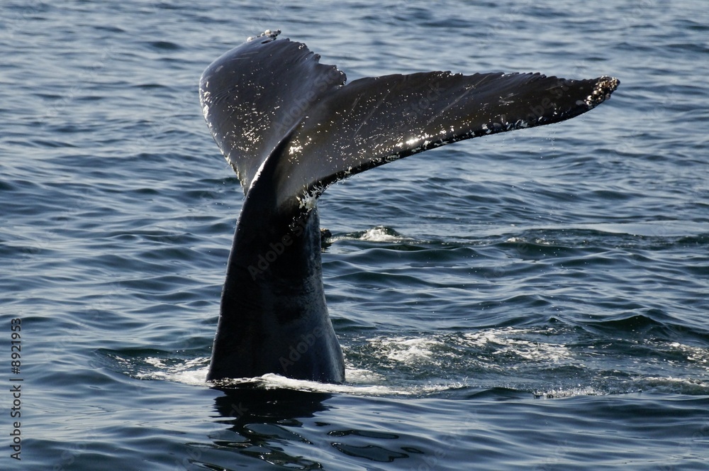 Obraz premium Wal-Watching