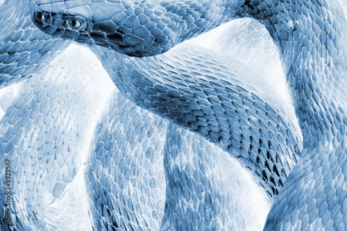 Abstract blue Snake