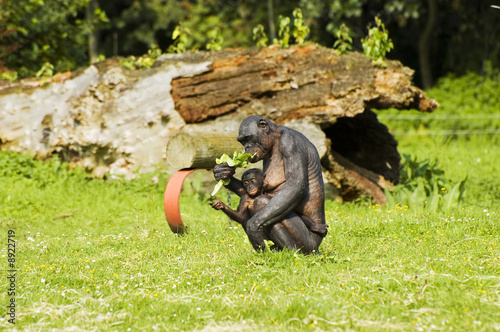 Bonobo monkey sitting and eating with baby chimpansee