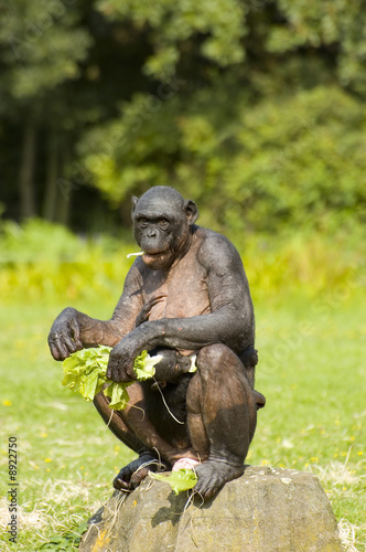 Bonobo monkey sitting and eating with baby chimpansee