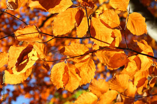 vivid fall leaves, shallow DOF