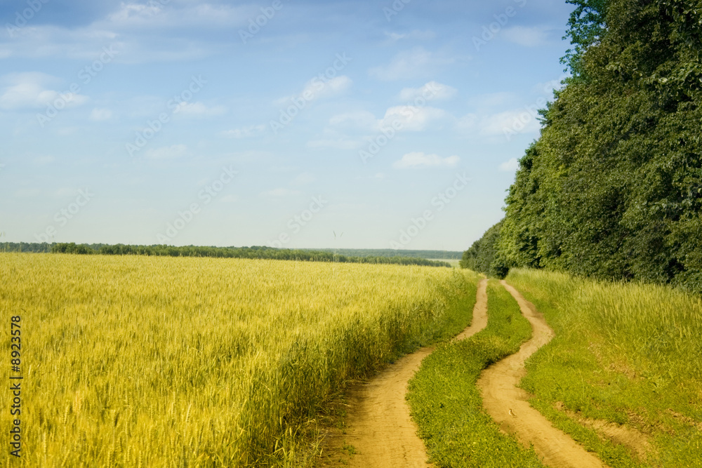 Obraz premium Wheat field